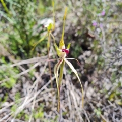 Caladenia parva (Brown-clubbed Spider Orchid) at Tuggeranong DC, ACT - 8 Oct 2021 by Mike