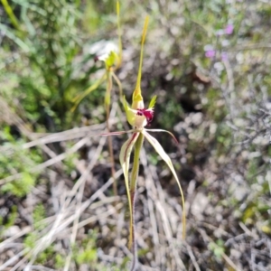 Caladenia parva at Tuggeranong DC, ACT - 8 Oct 2021