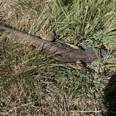 Pogona barbata (Eastern Bearded Dragon) at Crace, ACT - 8 Oct 2021 by Jenny54