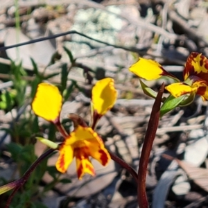 Diuris semilunulata at Jerrabomberra, ACT - suppressed