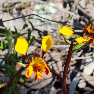 Diuris semilunulata (Late Leopard Orchid) at Jerrabomberra, ACT - 8 Oct 2021 by Mike