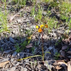 Diuris semilunulata at Jerrabomberra, ACT - 8 Oct 2021