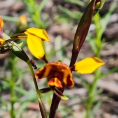 Diuris semilunulata (Late Leopard Orchid) at Wanniassa Hill - 8 Oct 2021 by Mike