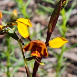 Diuris semilunulata at Tuggeranong DC, ACT - suppressed