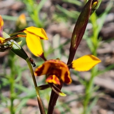 Diuris semilunulata (Late Leopard Orchid) at Wanniassa Hill - 8 Oct 2021 by Mike