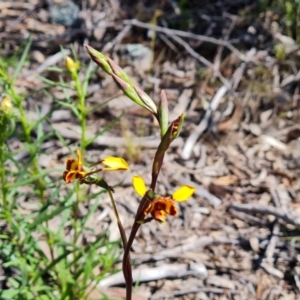 Diuris semilunulata at Tuggeranong DC, ACT - suppressed