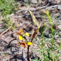 Diuris semilunulata at Tuggeranong DC, ACT - suppressed