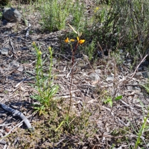 Diuris semilunulata at Tuggeranong DC, ACT - suppressed