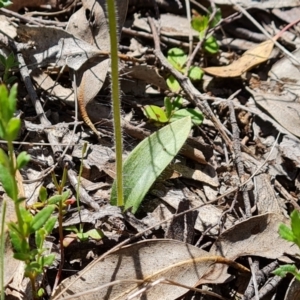 Glossodia major at Jerrabomberra, ACT - suppressed