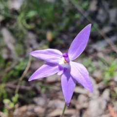 Glossodia major at Jerrabomberra, ACT - suppressed