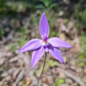 Glossodia major at Jerrabomberra, ACT - suppressed