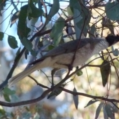 Philemon corniculatus (Noisy Friarbird) at QPRC LGA - 7 Oct 2021 by Paul4K