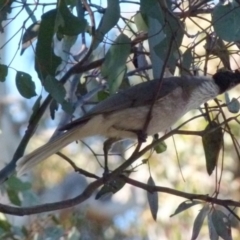 Philemon corniculatus (Noisy Friarbird) at Queanbeyan West, NSW - 7 Oct 2021 by Paul4K