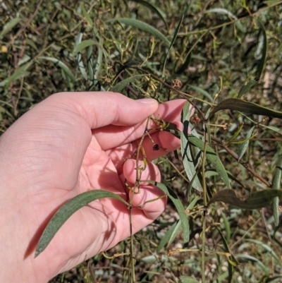 Acacia verniciflua (Varnish Wattle) at Albury - 8 Oct 2021 by Darcy