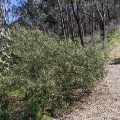 Acacia verniciflua at Glenroy, NSW - 8 Oct 2021 11:14 AM