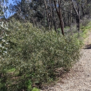 Acacia verniciflua at Glenroy, NSW - 8 Oct 2021 11:14 AM