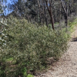 Acacia verniciflua at Glenroy, NSW - 8 Oct 2021