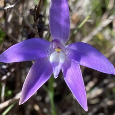 Glossodia major (Wax Lip Orchid) at Kambah, ACT - 7 Oct 2021 by George