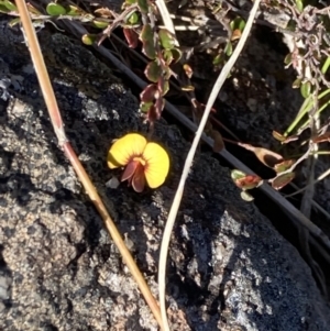 Bossiaea buxifolia at Chifley, ACT - 7 Oct 2021 04:25 PM