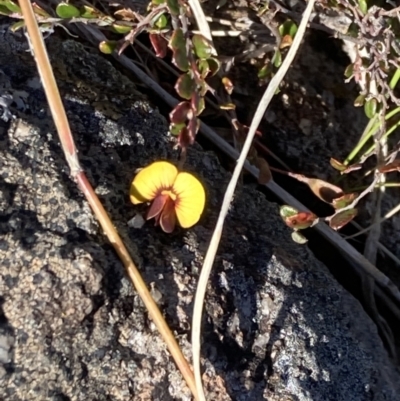 Bossiaea buxifolia (Matted Bossiaea) at Mount Taylor - 7 Oct 2021 by George