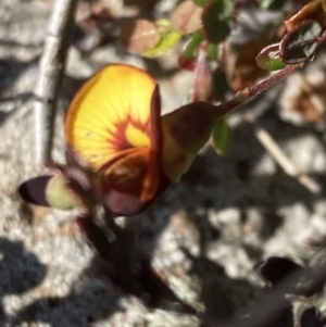 Bossiaea buxifolia at Chifley, ACT - 7 Oct 2021 04:25 PM