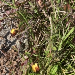 Bossiaea buxifolia at Chifley, ACT - 7 Oct 2021 04:25 PM