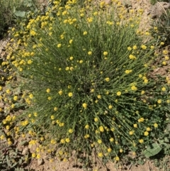 Calotis lappulacea (Yellow Burr Daisy) at Mount Taylor - 4 Oct 2021 by George