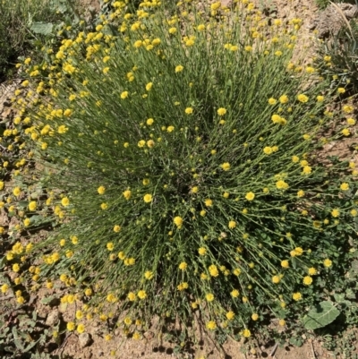 Calotis lappulacea (Yellow Burr Daisy) at Pearce, ACT - 4 Oct 2021 by George