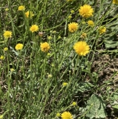 Calotis lappulacea at Pearce, ACT - 4 Oct 2021