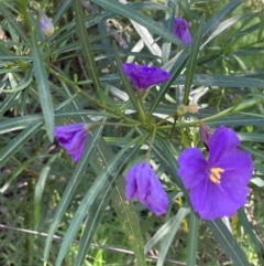 Solanum linearifolium (Kangaroo Apple) at Torrens, ACT - 4 Oct 2021 by George