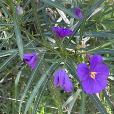 Solanum linearifolium (Kangaroo Apple) at Torrens, ACT - 4 Oct 2021 by George