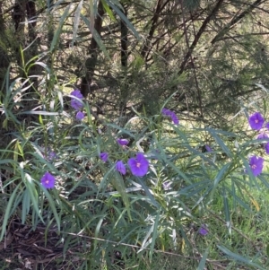 Solanum linearifolium at Torrens, ACT - 4 Oct 2021 10:57 AM