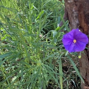 Solanum linearifolium at Torrens, ACT - 4 Oct 2021 10:57 AM