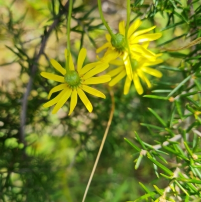 Senecio madagascariensis (Madagascan Fireweed, Fireweed) at O'Malley, ACT - 8 Oct 2021 by Mike