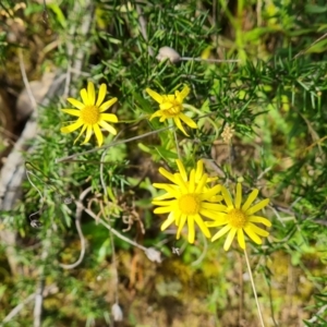 Senecio madagascariensis at O'Malley, ACT - 8 Oct 2021 04:38 PM