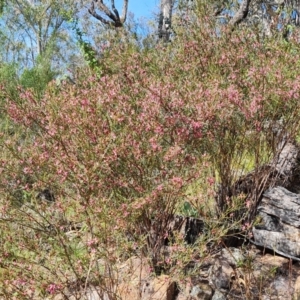 Indigofera adesmiifolia at O'Malley, ACT - 8 Oct 2021 04:31 PM