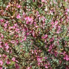 Indigofera adesmiifolia at O'Malley, ACT - 8 Oct 2021 04:31 PM