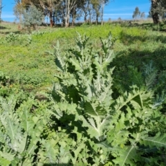 Onopordum acanthium (Scotch Thistle) at O'Malley, ACT - 8 Oct 2021 by Mike