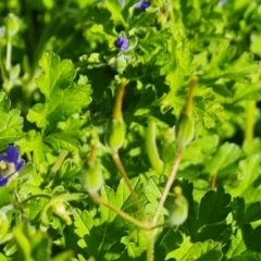 Erodium crinitum at O'Malley, ACT - 8 Oct 2021