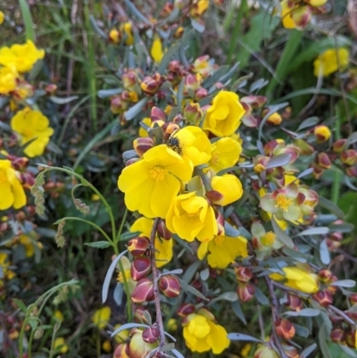 Hibbertia obtusifolia (Grey Guinea-flower) at Nail Can Hill - 8 Oct 2021 by Darcy
