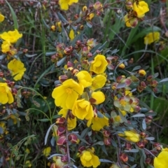 Hibbertia obtusifolia at Glenroy, NSW - 8 Oct 2021 11:19 AM