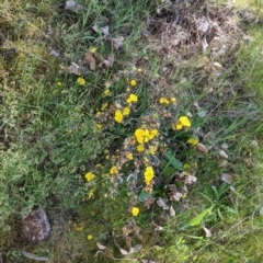 Hibbertia obtusifolia at Glenroy, NSW - 8 Oct 2021 11:19 AM