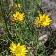 Xerochrysum viscosum (Sticky Everlasting) at Norris Hill - 8 Oct 2021 by Darcy