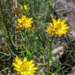 Xerochrysum viscosum (Sticky Everlasting) at Albury - 8 Oct 2021 by Darcy