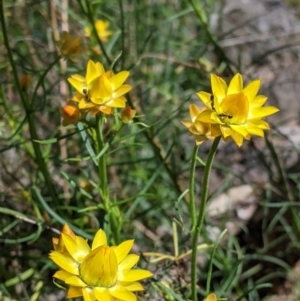 Xerochrysum viscosum at Glenroy, NSW - 8 Oct 2021 11:22 AM