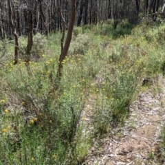 Xerochrysum viscosum at Glenroy, NSW - 8 Oct 2021 11:22 AM