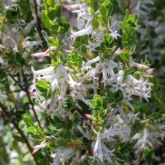 Brachyloma daphnoides (Daphne Heath) at Norris Hill - 8 Oct 2021 by Darcy