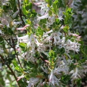 Brachyloma daphnoides at Glenroy, NSW - 8 Oct 2021