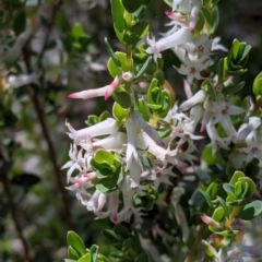 Brachyloma daphnoides at Glenroy, NSW - 8 Oct 2021