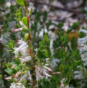 Brachyloma daphnoides at Glenroy, NSW - 8 Oct 2021 11:24 AM